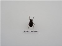 藏品(茶胡麻天牛)的圖片